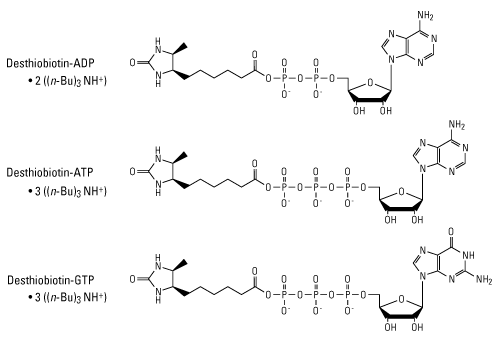 Active-site-probes-nucleotides-hor-498px Active-site-probes-nucleotides-hor-498px