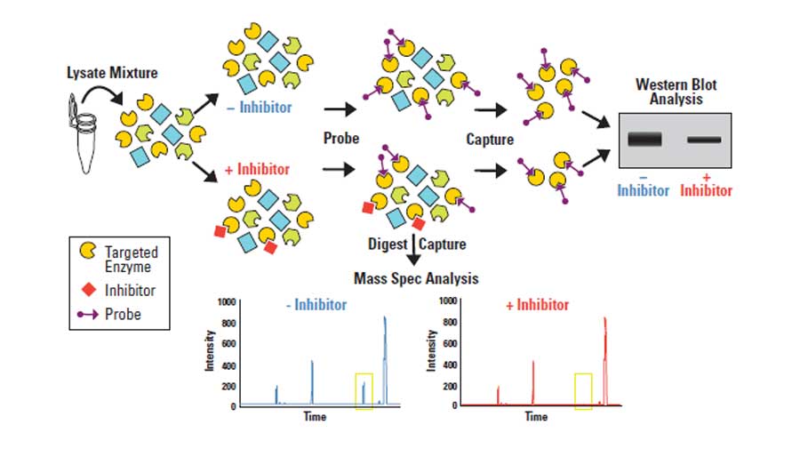 Active site probes workflow Workflow diagram for enzyme analysis using active site probes