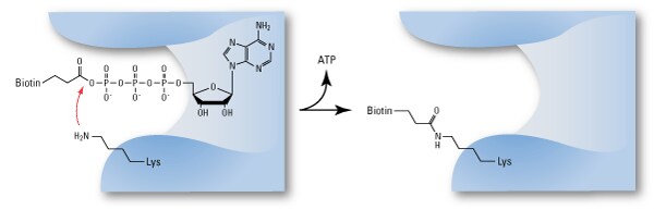 Active-site-Rxn-ATP-hor-600px Active-site-Rxn-ATP-hor-600px