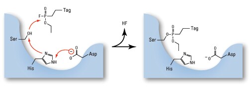 Active-site-Rxn-FP-TAMRA-hor-505px Active-site-Rxn-FP-TAMRA-hor-505px