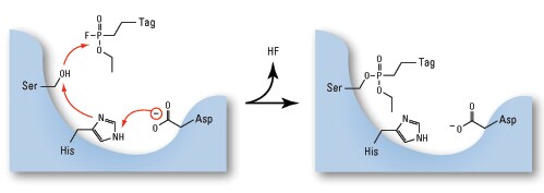 Mechanism of Active Site Probes Visual representation of the mechanism of Thermo Scientific Active Site Probes targeting serine hyrolases showing interaction points and molecular components