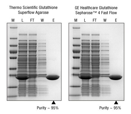 Large-scale FPLC purification of GST produces greater than 98% purity of target protein. Large-scale FPLC purification of GST produces greater than 98% purity of target protein.
