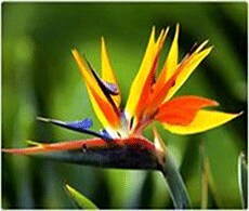 In-Vivo-RNAi In-Vivo-RNAi