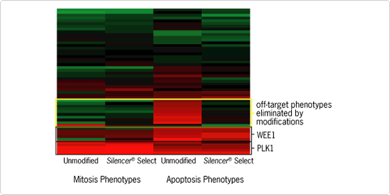Silencer Select siRNA 修饰可减少脱靶效应并产生更可靠的表型数据 Silencer Select siRNA 修饰可减少脱靶效应并产生更可靠的表型数据
