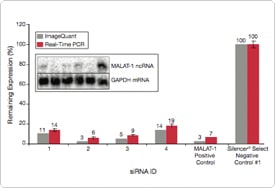 Silencer Select siRNAs Silencer Select siRNAs