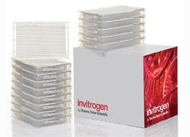 Silencer siRNA 多孔板中 Silencer Select 预设计 siRNA 的产品图