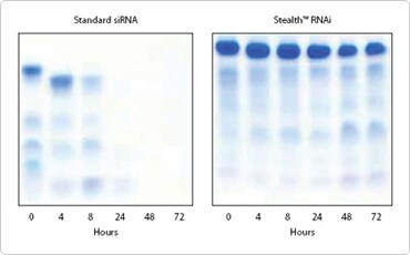 与使用变性 PAGE 的标准 siRNA 相比,Stealth RNAi siRNA 稳定性提高多达72小时 与使用变性 PAGE 的标准 siRNA 相比,Stealth RNAi siRNA 稳定性提高多达72小时