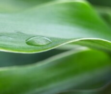 vector-rnai-sho vector-rnai-sho