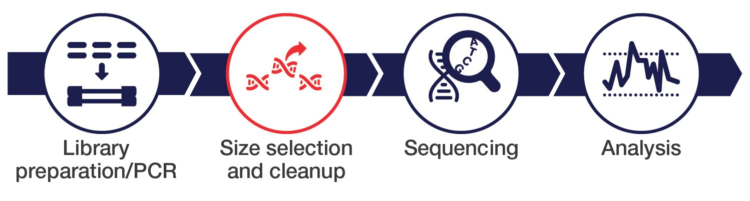 NGS library prep workflow NGS library prep workflow highlighting size selection and cleanup