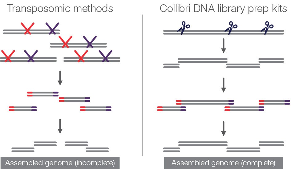 Collibri DNA 文库制备试剂盒覆盖整个基因组 Collibri DNA 文库制备试剂盒覆盖整个基因组