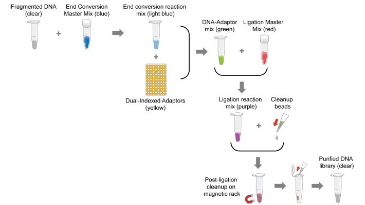 Collibri PS DNA Library Prep Kit for Illumina systems Collibri PS DNA Library Prep Kit for Illumina systems