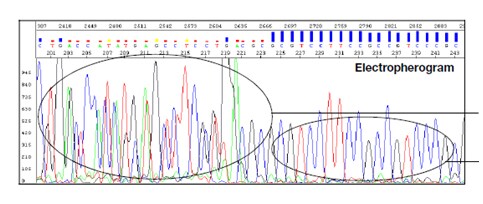 data.par.20694.image.pcr data.par.20694.image.pcr