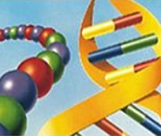 Sequencing reaction Sequencing reaction