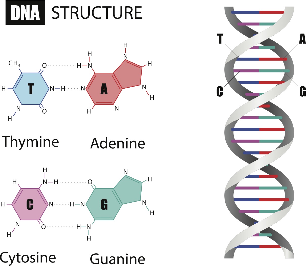 Regular Dna 什么是DNA测序?-赛默飞 | Thermo Fisher Scientific - CN
