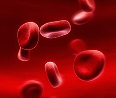 造血干细胞 (HSC) 造血干细胞 (HSC)