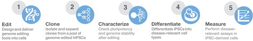 神经退行性疾病建模的 5 个步骤 神经退行性疾病建模从基因组编辑到细胞检测的 5 个步骤示意图