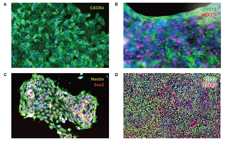 Trilineage differentiation via directed differentiation Trilineage differentiation via directed differentiation