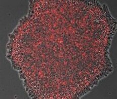 相差图像显示无饲养层 H9 ESC 集落的 TRA-1-81 染色(红色)重叠。 相差图像显示无饲养层 H9 ESC 集落的 TRA-1-81 染色(红色)重叠。