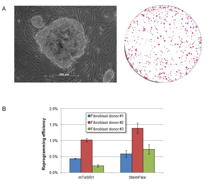 StemFlex 培养基提供改进的工作流程和稳定的克隆形成,以便在体细胞重编程后形成易于挑选的克隆 StemFlex 培养基提供改进的工作流程和稳定的克隆形成,以便在体细胞重编程后形成易于挑选的克隆