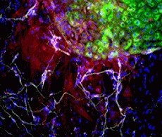 多能干细胞检测抗体 多能干细胞检测抗体