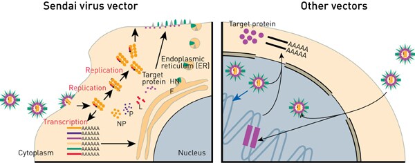 data.par.50250.image.600.236.1. Figure 3A: Schematic shows upper left corner of a cell including the cytoplasm (surrounding tan outline) and the nucleus (circular blue middle). Arrows and icons demonstrate how Sendai virus is introduced to the cell and works within it. Figure 3B: Schematic shows upper right corner of a cell including the cytoplasm (surrounding tan outline) and the nucleus (circular blue middle). Arrows and icons demonstrate how other vectors (besides Sendai virus) are introduced to the cell and work within it.