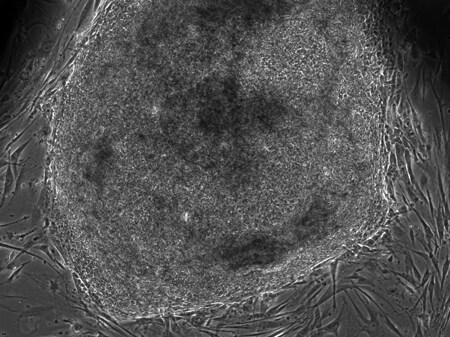 3 weeks post-transduction 3 weeks post-transduction