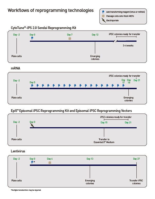 Compare workflows Workflow 1: Line graph outlines reprogramming workflow using CytoTune 2.0 Reprogramming Kit from Day 0 where you add transforming reagent to Day 7 when you passage cells onto fresh MEFs to colonies emerge at Day 12. Workflow 2: Line graph outlines reprogramming workflow using mRNA from Day 0 representing addition of transforming reagent to Day 18 where colonies emerge. Workflow 3: Line graph outlines reprogramming workflow using Epi5 Episomal Reprogramming Kit from Day 1 to when transfer to Essential 8 Medium happens on Day 15–21. Workflow 4: Line graph outlines reprogramming workflow using Lentivirus from Day 0 with the addition of transforming reagent to Day 4 when you passage cells onto fresh MEFs to colonies emerge at Day 13.
