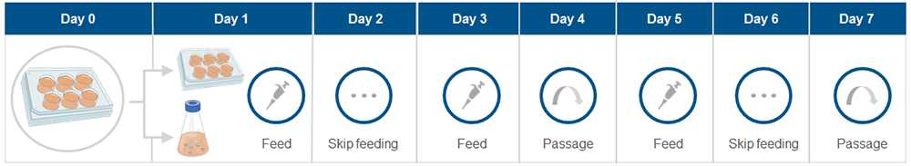 Simplified workflow for pluripotent stem cell culture maintenance using StemScale Medium Simplified workflow for pluripotent stem cell culture maintenance using StemScale Medium