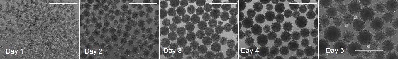Pluripotent stem cells grown in StemScale PSC Suspension medium Pluripotent stem cells grown in StemScale PSC Suspension medium