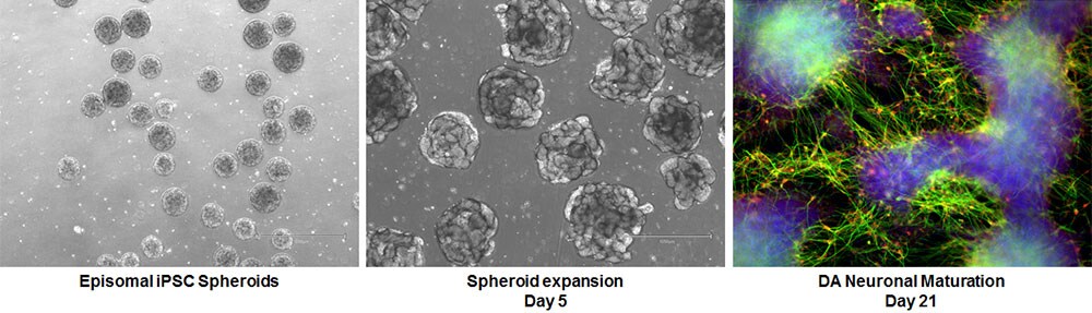 Dopaminergic neurons are directly initated from PSC spheroids cultured in StemScale medium Dopaminergic neurons are directly initated from PSC spheroids cultured in StemScale medium
