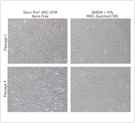 人间充质干细胞无血清培养基 人间充质干细胞无血清培养基