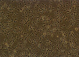 大鼠神经元细胞系 Sprague-Dawley大鼠神经元细胞系