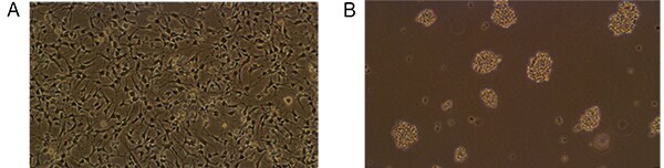 在贴壁和神经球细胞培养中扩增Gibco大鼠胚胎神经干细胞 Gibco大鼠胚胎神经干细胞的显微图像