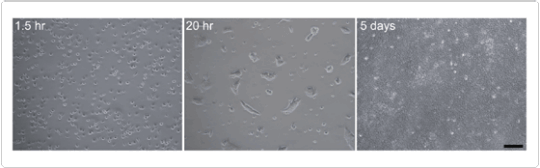 强大的 hESC 单细胞传代功能 强大的 hESC 单细胞传代功能