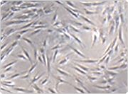 showcase.par.50779.image.0.0.1 showcase.par.50779.image.0.0.1