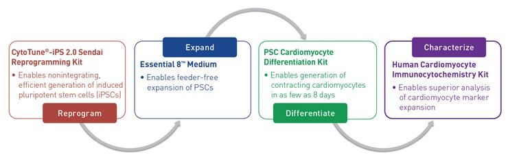 干细胞系统工作流程 干细胞系统工作流程