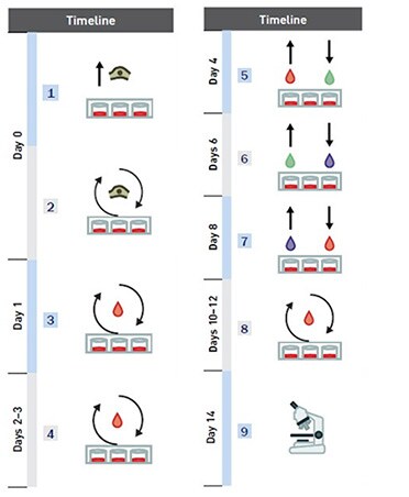 心肌细胞 心肌细胞