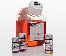 PSC 多巴胺能神经元分化试剂盒 PSC 多巴胺能神经元分化试剂盒