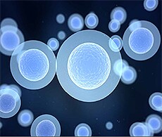 干细胞工程 干细胞工程