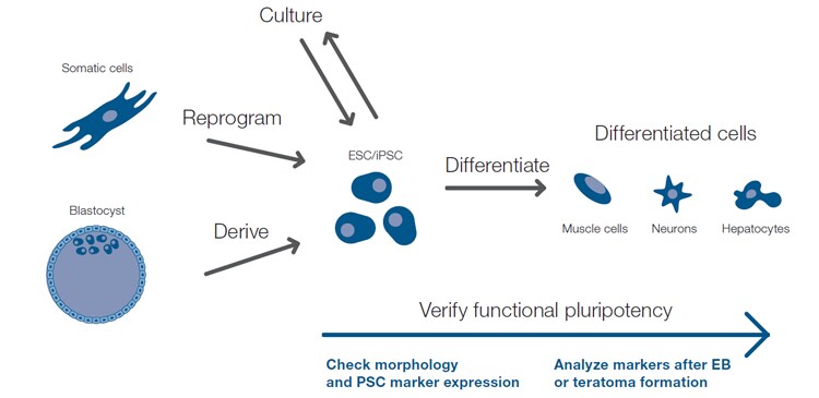 PSC 特征描述方法 PSC 特征描述方法