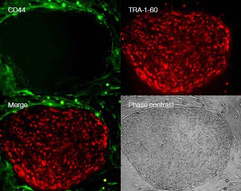 iPSC 的活细胞成像 iPSC 的活细胞成像