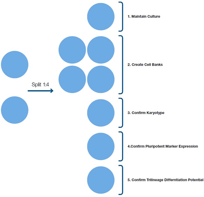 生成未分化和已分化细胞,用于核型分析、细胞库和特征描述 生成未分化和已分化细胞,用于核型分析、细胞库和特征描述