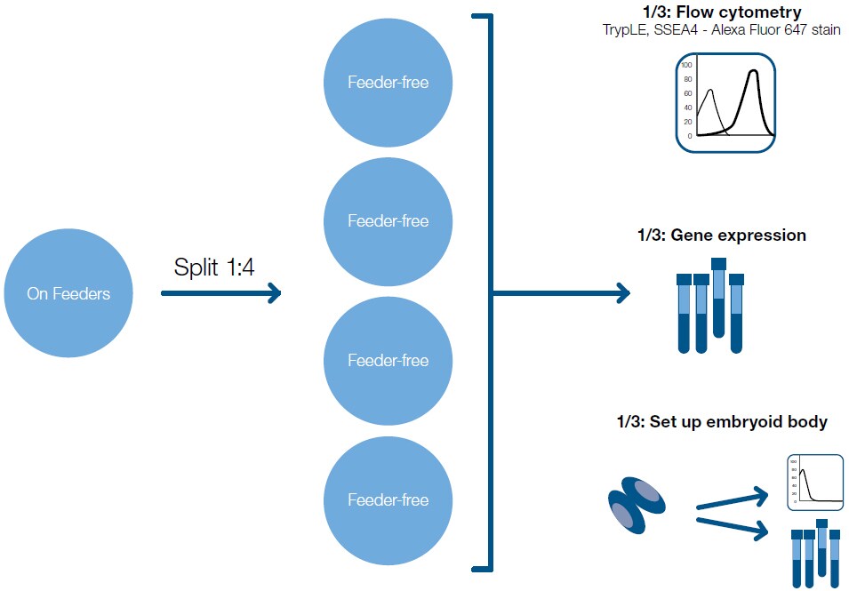 生成用于分子分析的未分化和已分化的造血干细胞 生成用于分子分析的未分化和已分化的造血干细胞