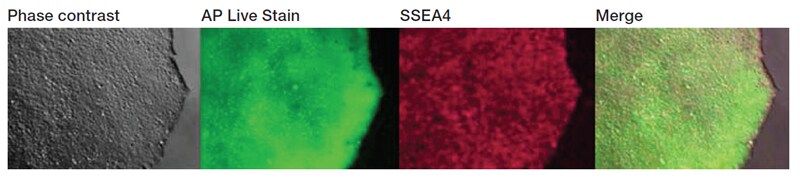 在活的造血干细胞中检测 AP 在活的造血干细胞中检测 AP