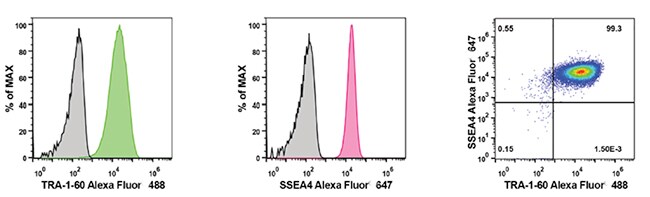 无馈源造血干细胞培养物的流式细胞术分析 无馈源造血干细胞培养物的流式细胞术分析