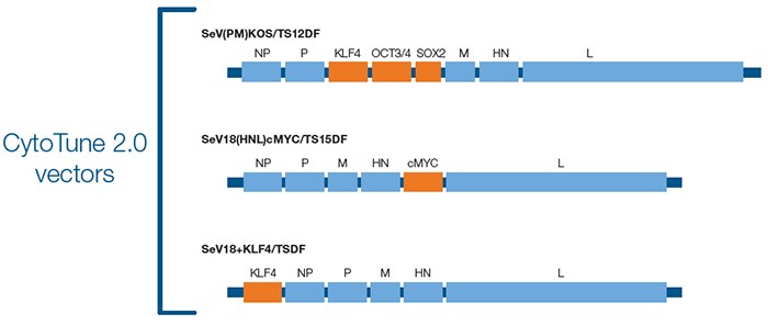 CytoTune 2.0 重编程试剂盒 中的载体构成 CytoTune 2.0 重编程试剂盒 中的载体构成