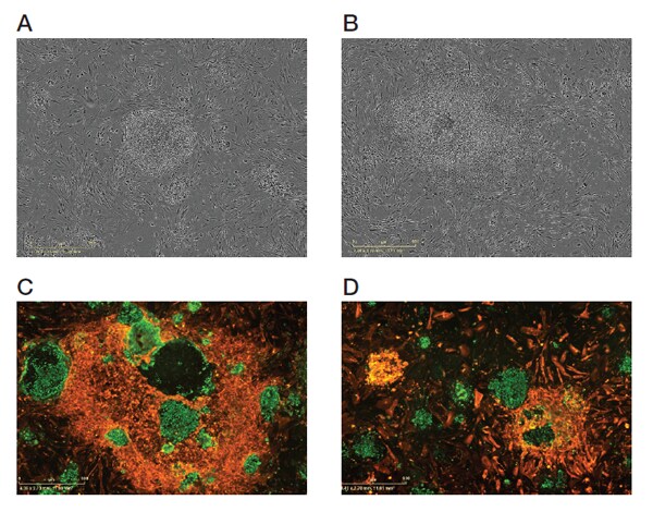 集落质量的鉴别 集落质量的鉴别
