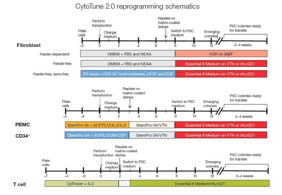 CytoTune 2.0重编程工作流程示意图 CytoTune 2.0重编程工作流程示意图