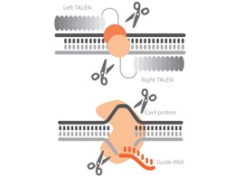 Stem Cell Genome Editing CRISPR and TALEN tools available through Thermo Fisher Services
