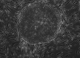 CellModel Services Stem Cell Reprogramming CellModel Services Stem Cell Reprogramming